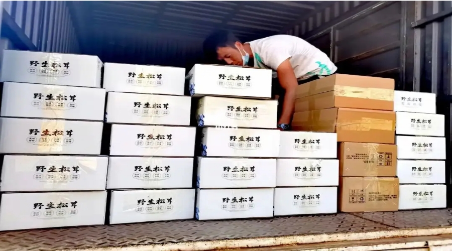 野生菌運輸