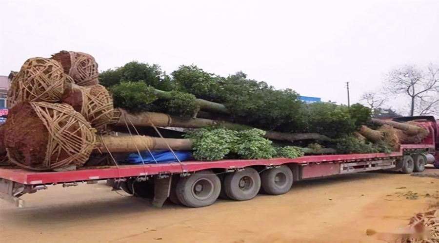 樹(shù)苗整車(chē)運(yùn)輸